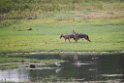 Jackal.20131129_0010