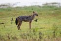 Jackal.20131129_0020