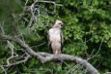Legge's Hawk-eagle.20131207_0607