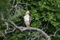 Legge's hawk-eagle.20131207_0596