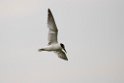 Lille terne.20131129_0250