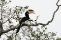Malabar Pied Hornbill.20131129_0204
