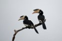 Malabar Pied Hornbill.20131207_0563