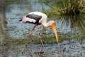 Painted Stork.20131201_0456