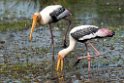 Painted Stork.20131201_0458
