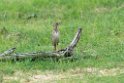 Pipits.20131129_0131