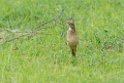 Pipits.20131129_0135