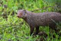Ruddy Mongoose.20131129_0089