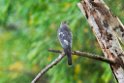 Shikra.20131201_0361