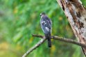 Shikra.20131201_0365