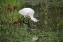 Skestork.20131129_0055
