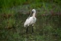Skestork.20131129_0063