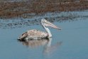 Spot-billed pelican.20131201_0476