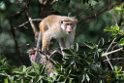 Toque Macaque.20131129_0286