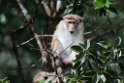 Toque Macaque.20131129_0288