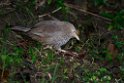 Yellow-billed babler.20131201_0492