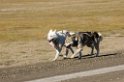 2307 Adventsdalen hundeslæde02