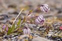2907 Diskobukta Blomst09