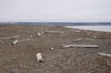 2907 Diskobukta01