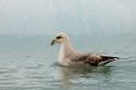 3107 Monacobreen Mallemuk02