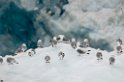 3107 Monacobreen13