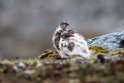 Fjeldrype_20130702_579