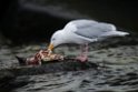 Gråmåge_20130706_1657