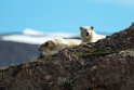 Isbjørn_20130703_823