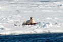 Isbjørn_20130704_1099