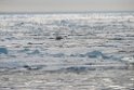 Isbjørn_20130704_1152
