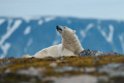 Isbjørn_20130707_2108