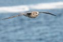 Mallemuk_20130704_1041