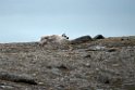 Ren_20130702_597