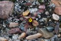 Saxifraga platysepala_20130705_1392