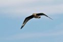 Storkjove_20130703_885