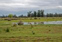 Donana.20170326_6689
