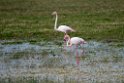 Flamingo.20170326_6825