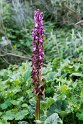Himamtoglossum rubertianum.20170322_6793