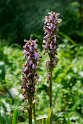 Himantoglossum robertianum.20170322_6755