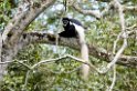 Arusha Colobus