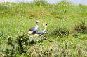 Arusha Crane00