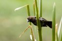 Grosbeak weaver000