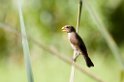Grosbeak weaver001
