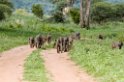 Manyara Baboon05