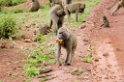 Manyara baboon00