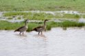 Manyara nilgås