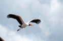 Manyara painted stork01