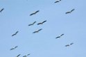Manyara painted stork02