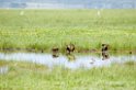 Manyara tree-ducks