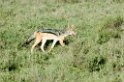 Ndutu Black-backed Jakal